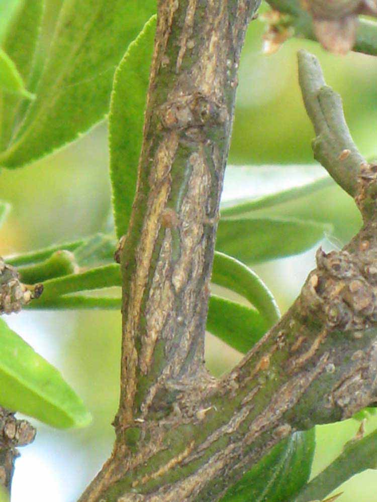              Second - third year twig (Riverside, CA)       